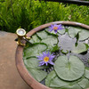 In Scene Lily Pads